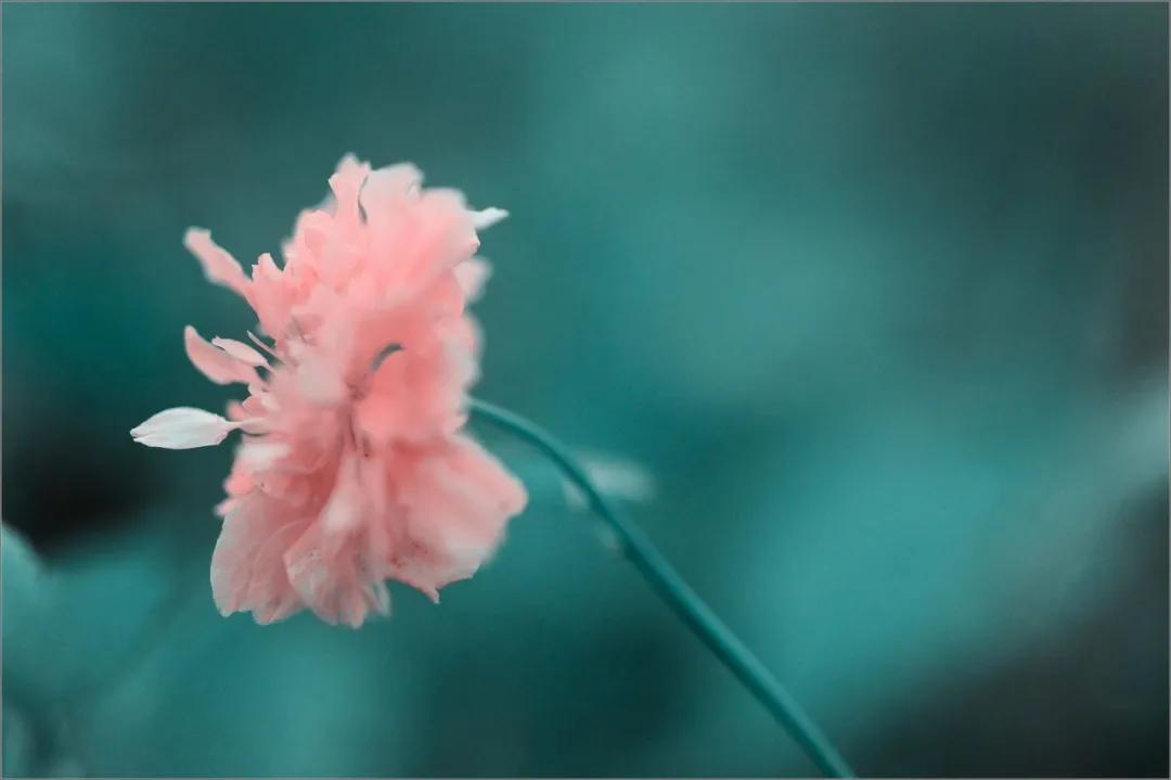 人生最美的相遇诗朗诵,朗诵人生最美丽的句子简短