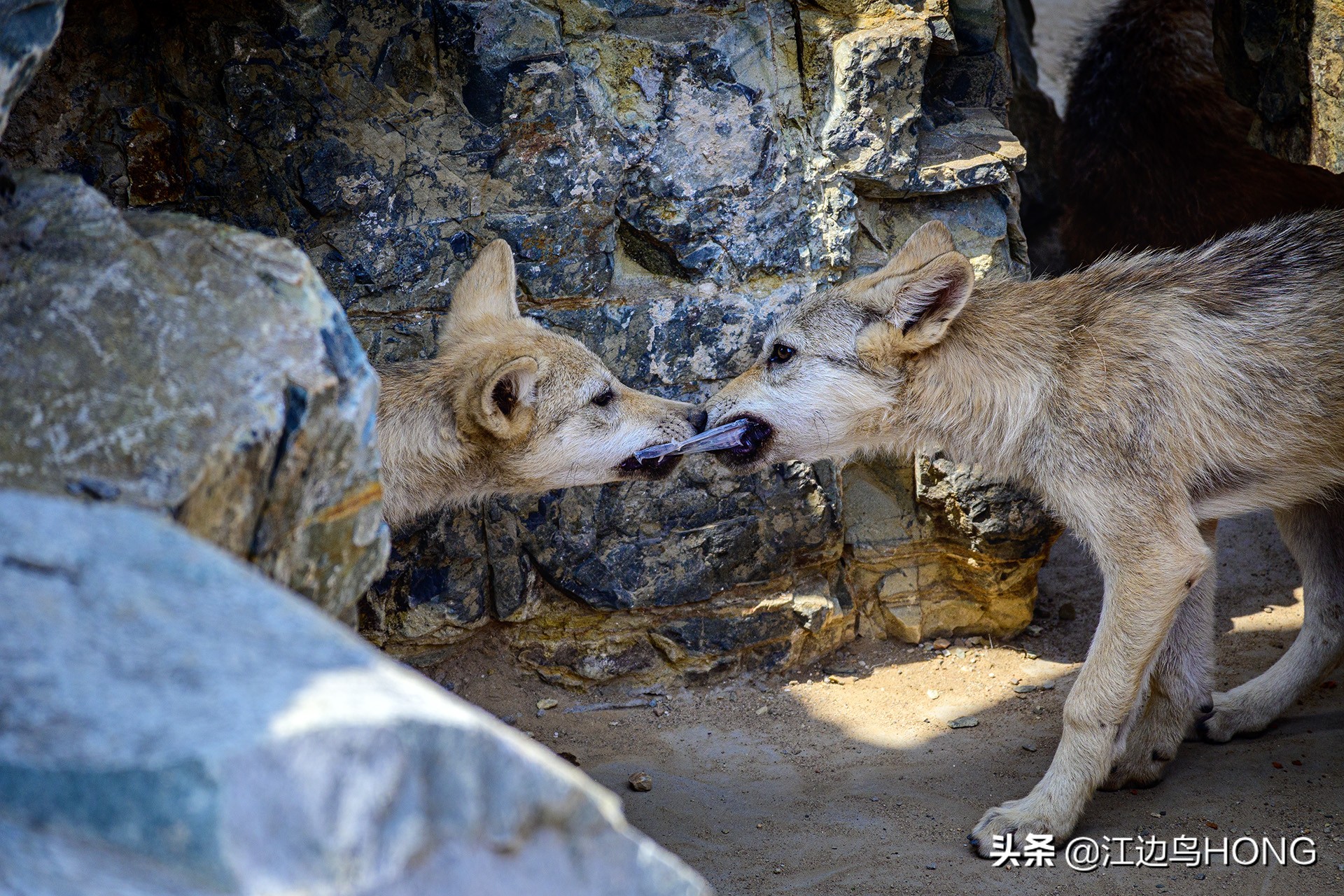 尼康z50双头套机价格,尼康z套机最低价7849