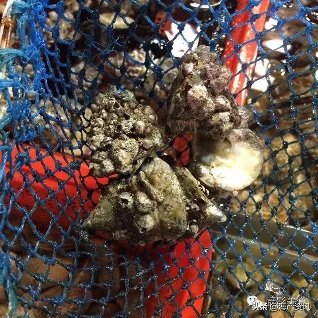 这些诱人的美食你吃过吗,世界上顶级海鲜大全你吃过几种