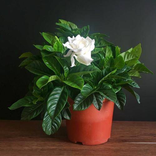 栀子花会变“魔法”,1根枝条长出1盆花,开花洁白味道香