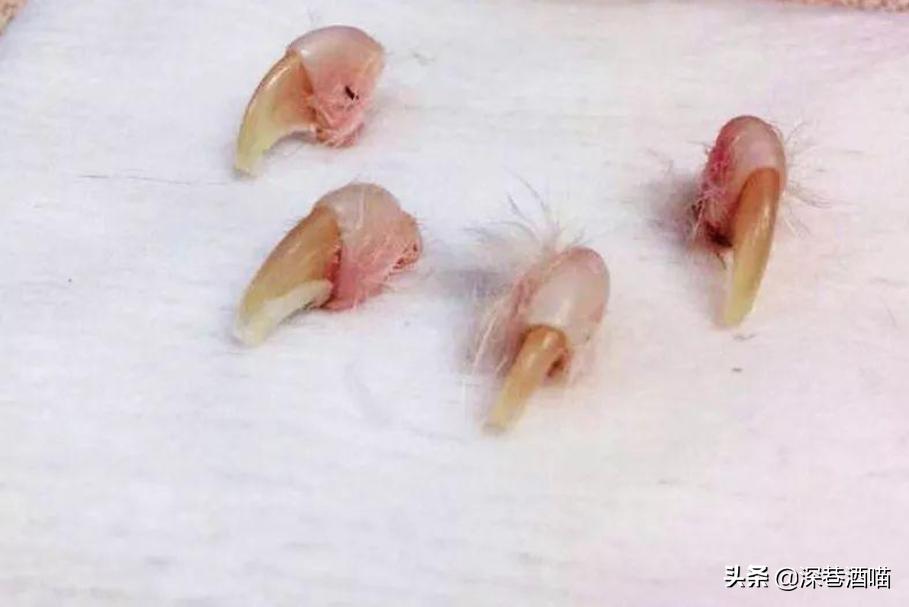 鍘荤埅鎵嬫湳瀵圭尗鏈夊澶х殑浼ゅ,妫夌澶ф硶鍚庡彲浠ョ粷鑲插悧