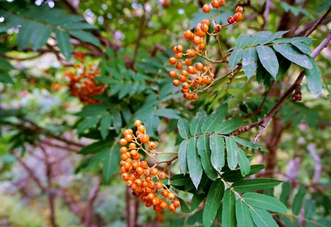 丰宁千松坝秋色,天凉好个秋拍摄