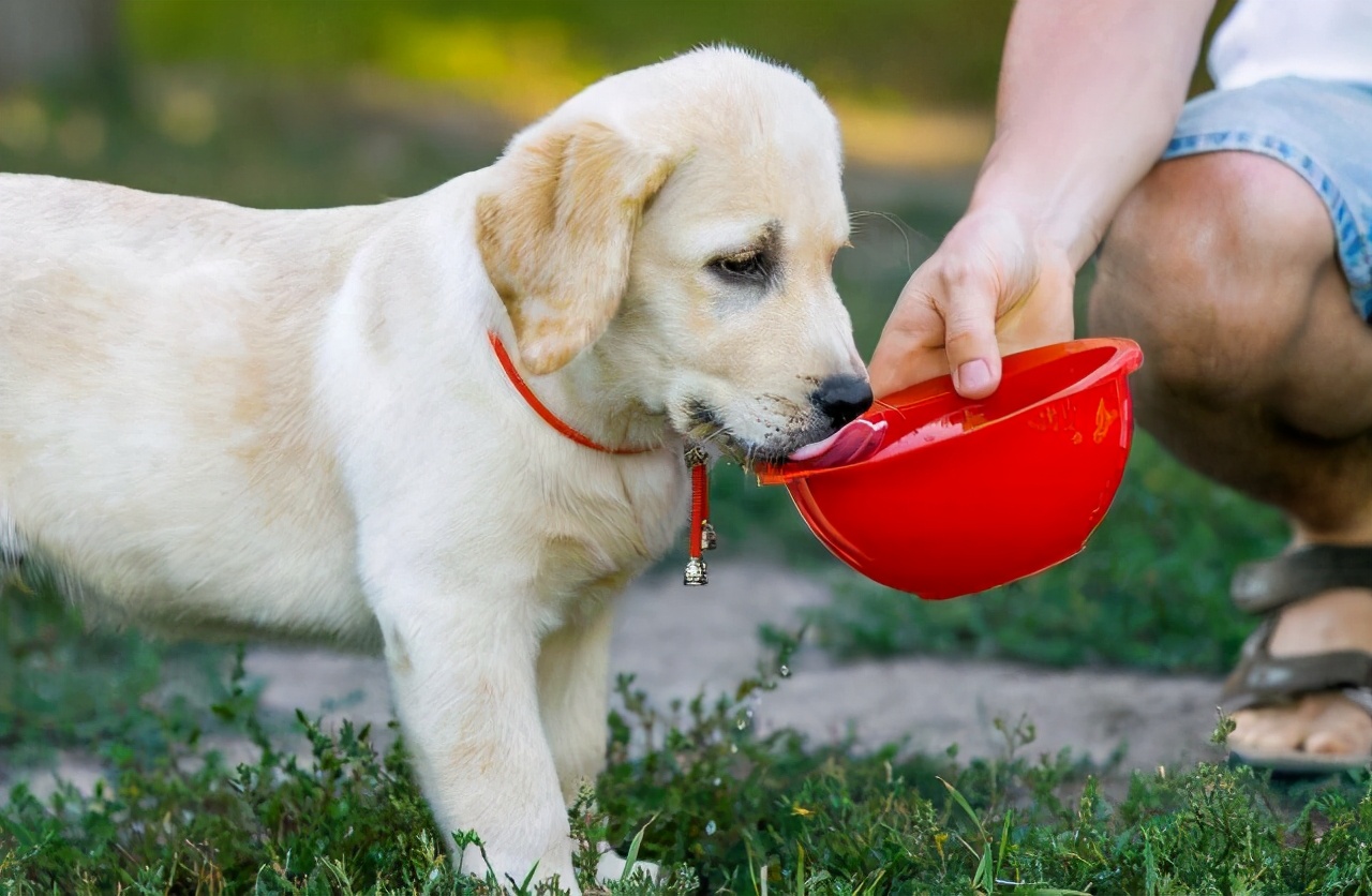狗狗上火怎么办教你降火小技巧,狗狗降火