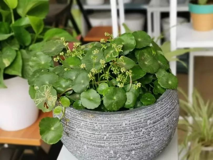 盆栽植物怎么预防土里生虫,盆栽植物病虫害怎么治