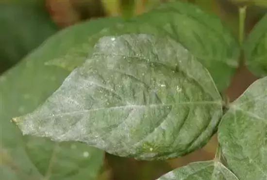 白芨病害及防治,白粉病用药防治