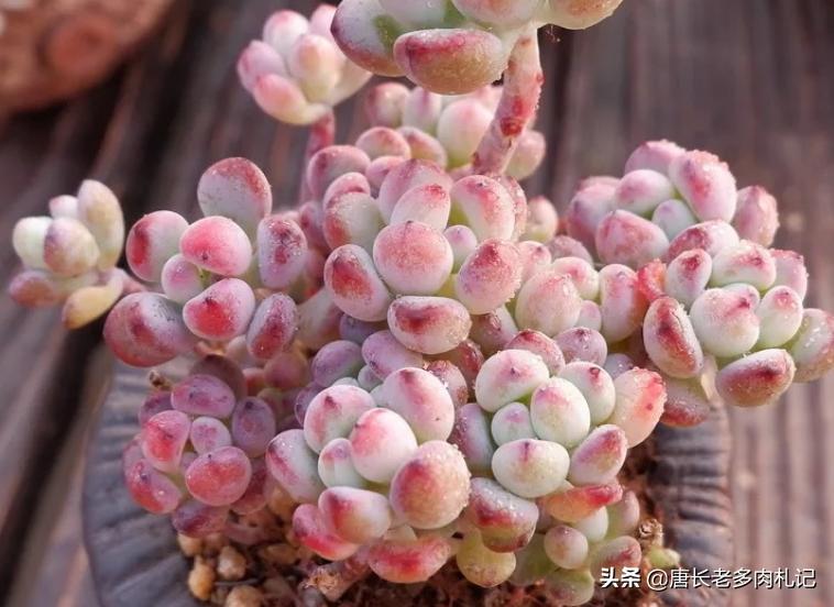 都说多肉漫画汤姆很娇气,我偏偏就不信,夏天也要丢在外面全露养