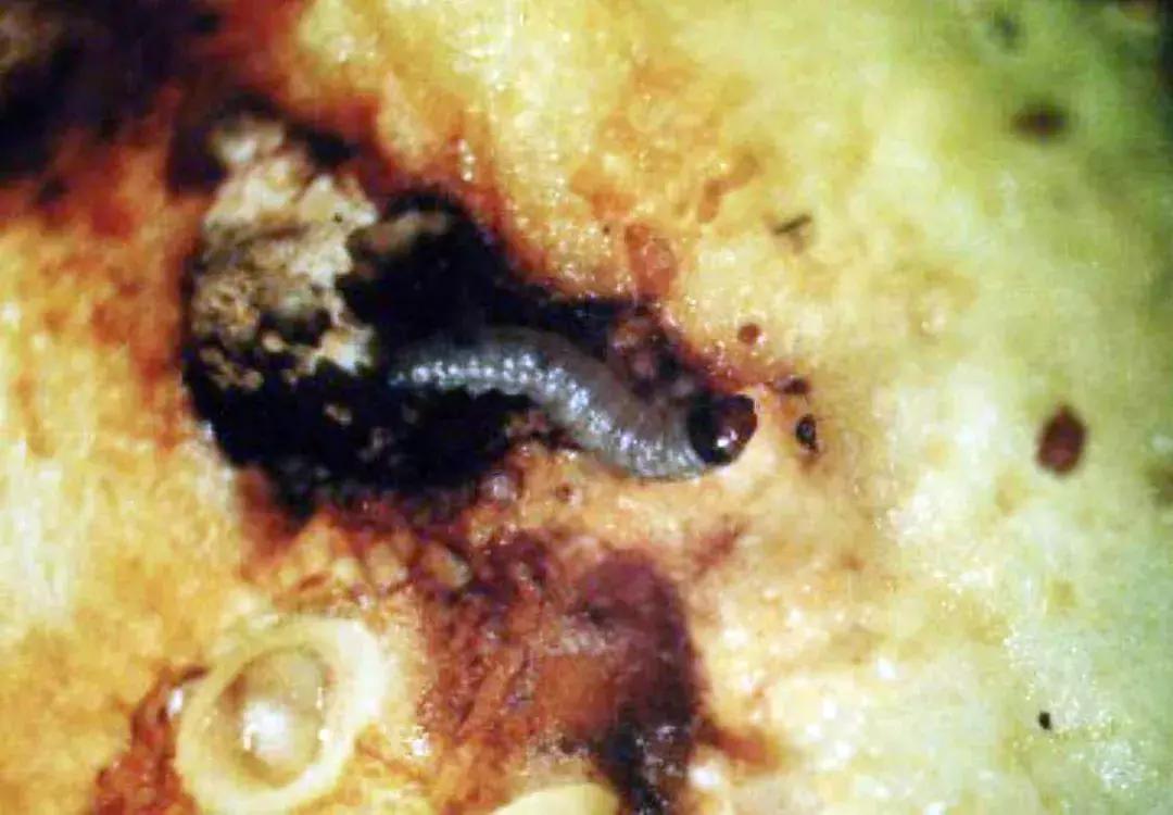 梨树叶子被吃虫害图片及防治方法,梨树八大虫害高清图谱防治方法