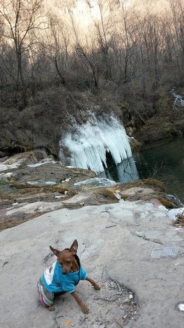 伸舌头的小鹿犬,爱洗澡的小鹿犬