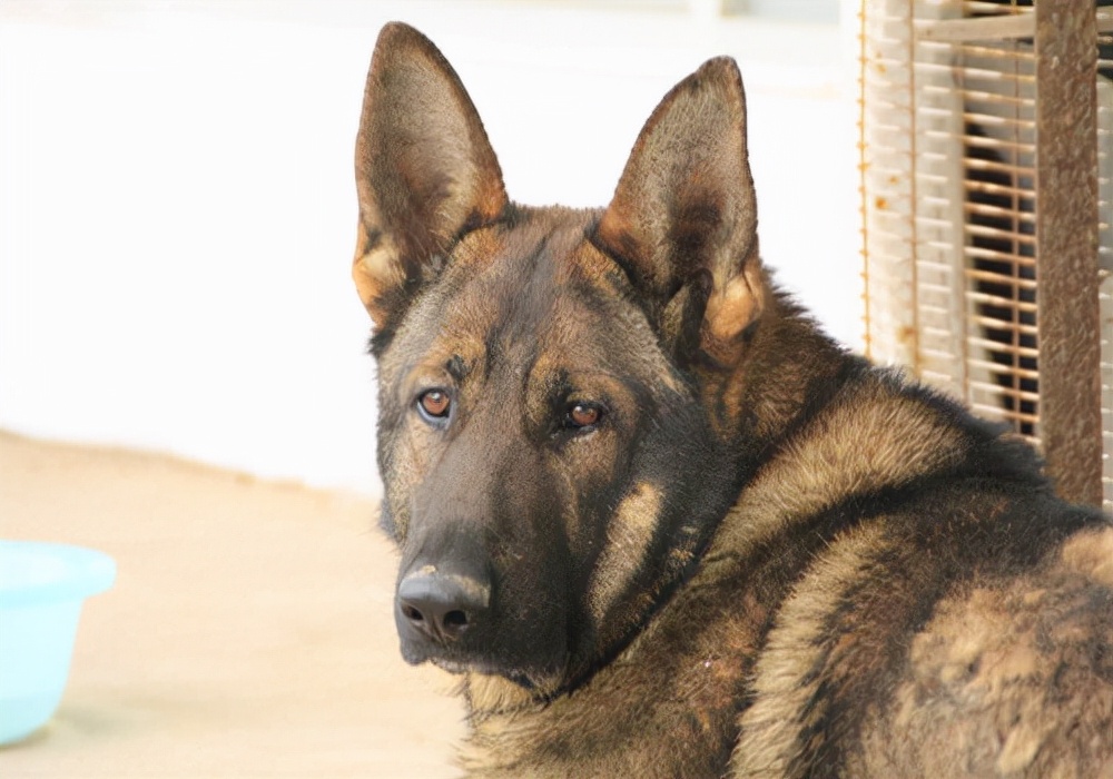 养狗如何预防狗身上的细菌,养狗怎么能解决狗毛