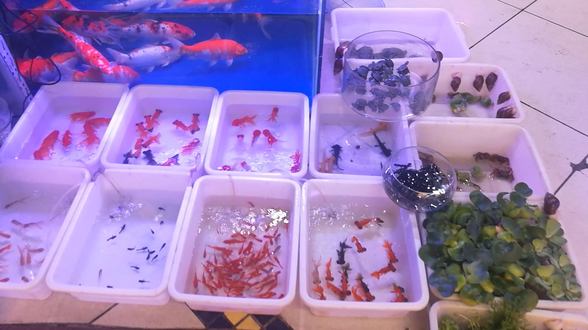 北京官园批发市场搬迁到哪里了,北京官园市场搬迁到哪里