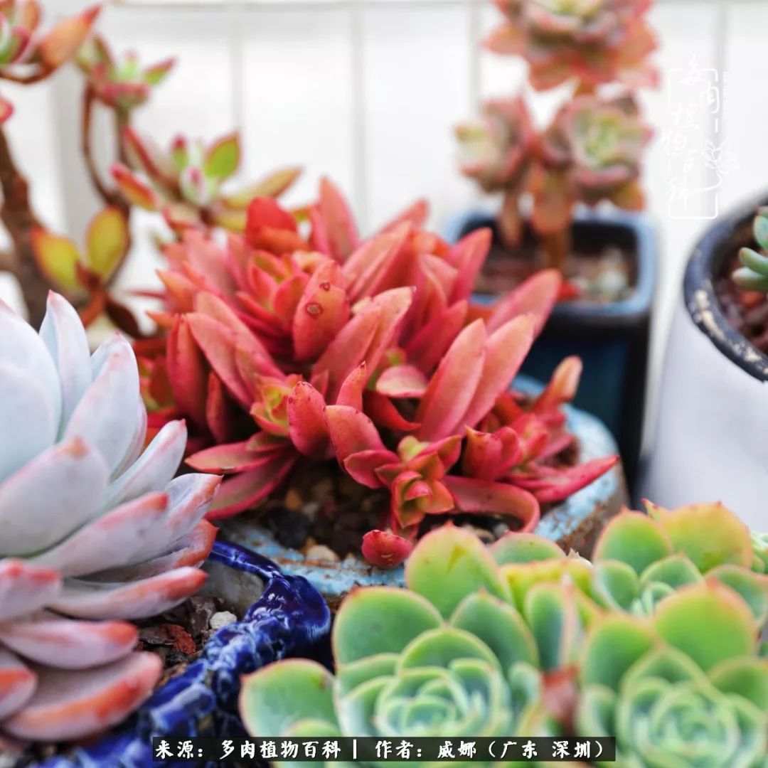 笼子里的多肉,露养的多肉和室内的多肉区别