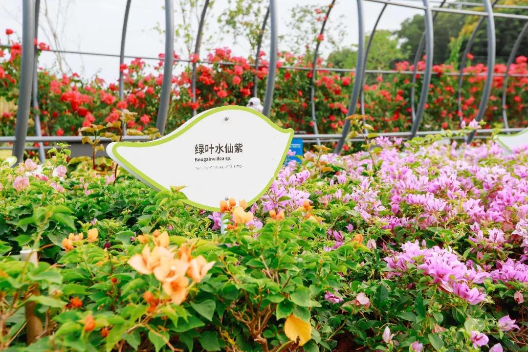 簕竹杜鹃谷公园,好看的杜鹃谷公园