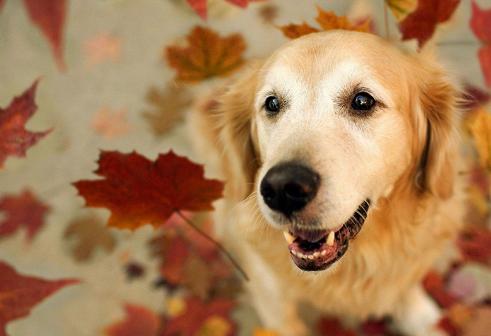 老年犬的日常保健视频,老年犬的饲养管理文章