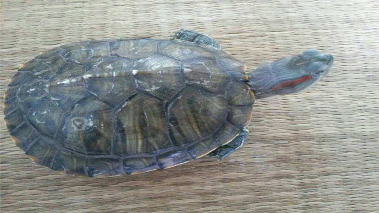 乌龟可以多久不进食,新买回来的乌龟不进食怎么办