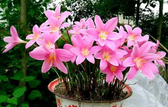 花突然蔫了?你家装修污染可能出问题了!