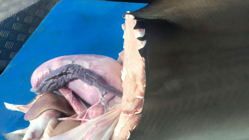 大白鲨和巨型食人鲨 (大白鲨捕食食人鲨)