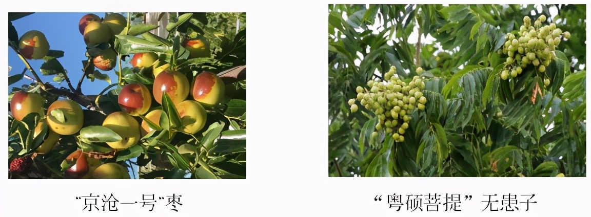 北京林业大学新一轮评估排名,中央一号文件林业部分