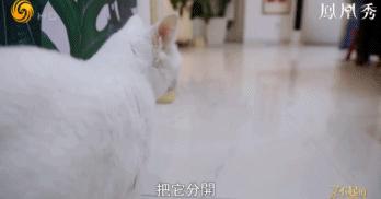 8.1国产良心,分分钟救你「狗命」