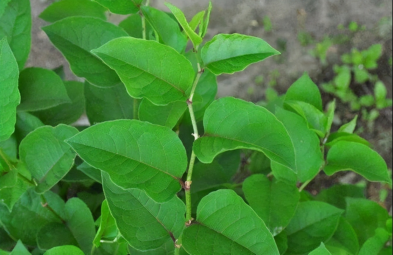 种植抗击疫情药材,抗击疫情的药材种植