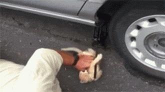 推荐养橘猫的6大原因,自从养了猫才知道它是那么粘人