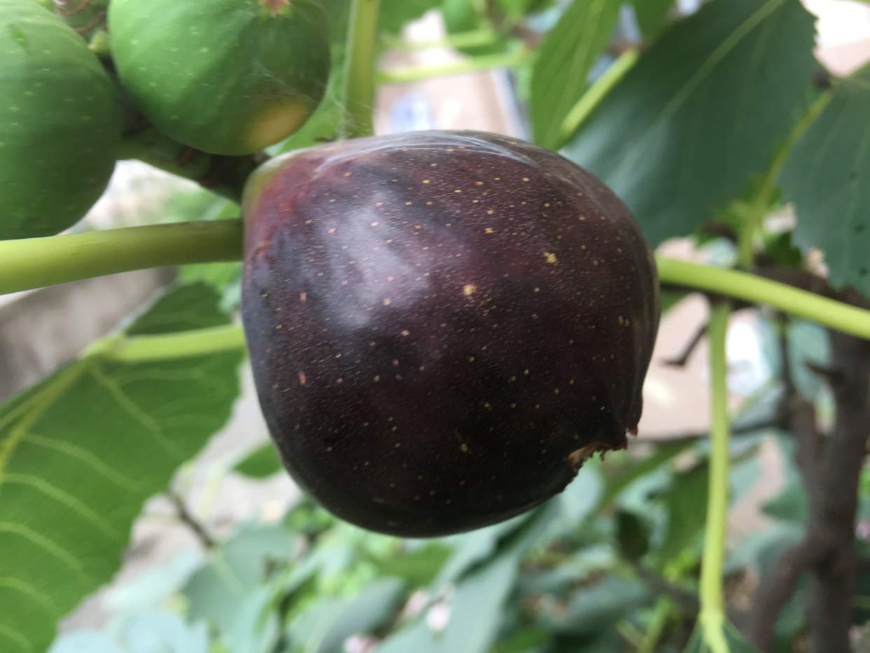 无花果盆栽种植方法和技巧,无花果盆栽种植方法