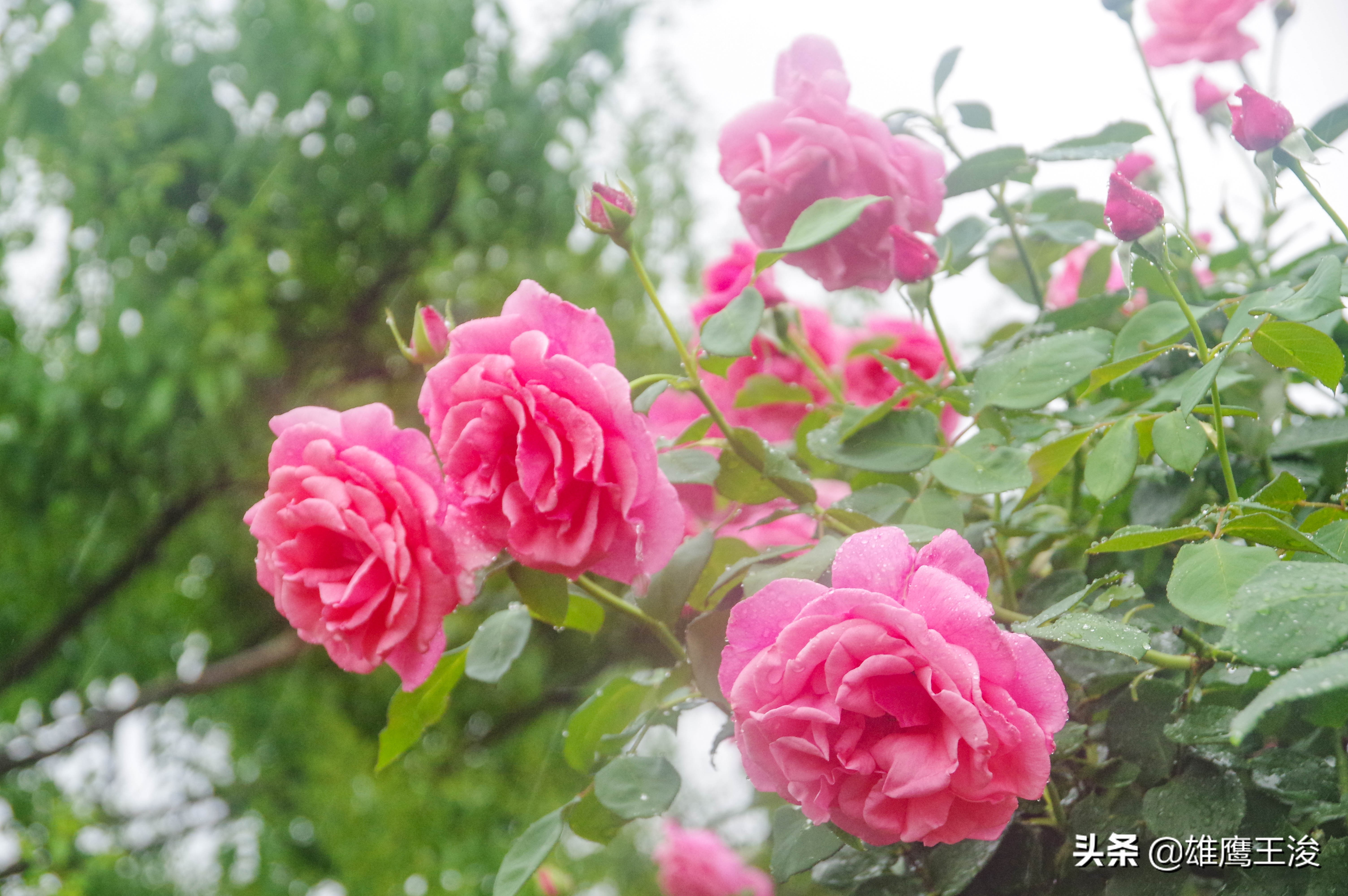 上海旅游必去的10大热门景点,上海最热门的旅游地方