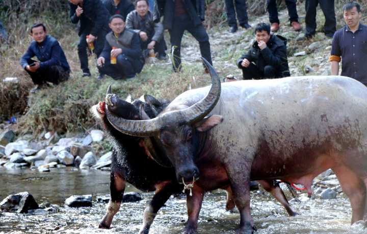 贵州苗乡斗牛视频大全,水打坪乡村斗牛