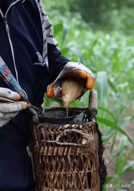 木蜡和蜂蜡的区别,木蜡油和蜂蜡有什么区别