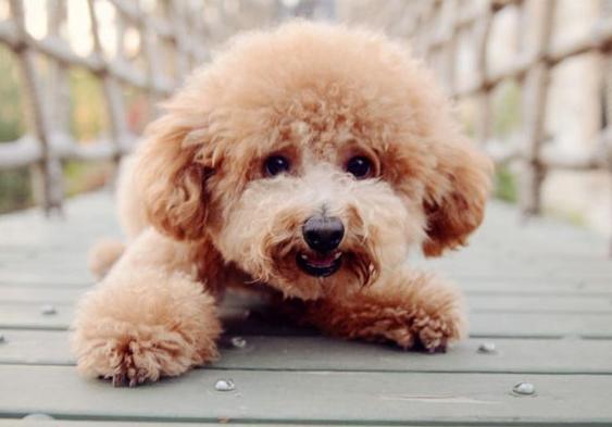 养泰迪对身体的好处,养泰迪的好处和坏处