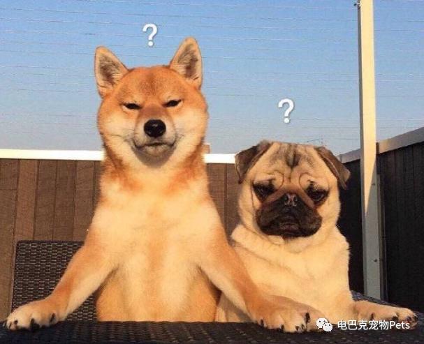 狗狗来了例假怎么办,狗狗姨妈期生理裤