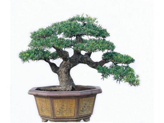 老桩最好养的三种植物,三代传家宝盆景