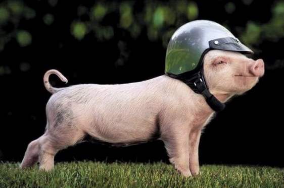 面对30块钱的猪肉你犹豫半天,面对30000的房价你连眼都不眨一下