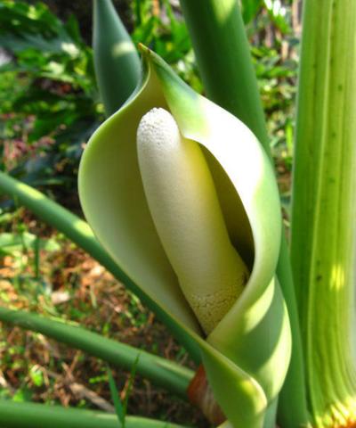 别说你对绿植没有误解，来看看你占哪一条