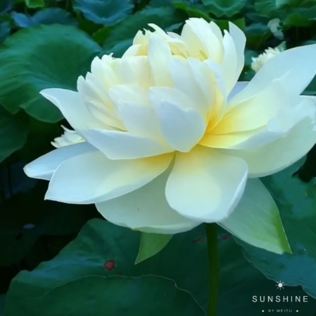 中国诗歌周刊第24集,中国诗歌第1266期完整版