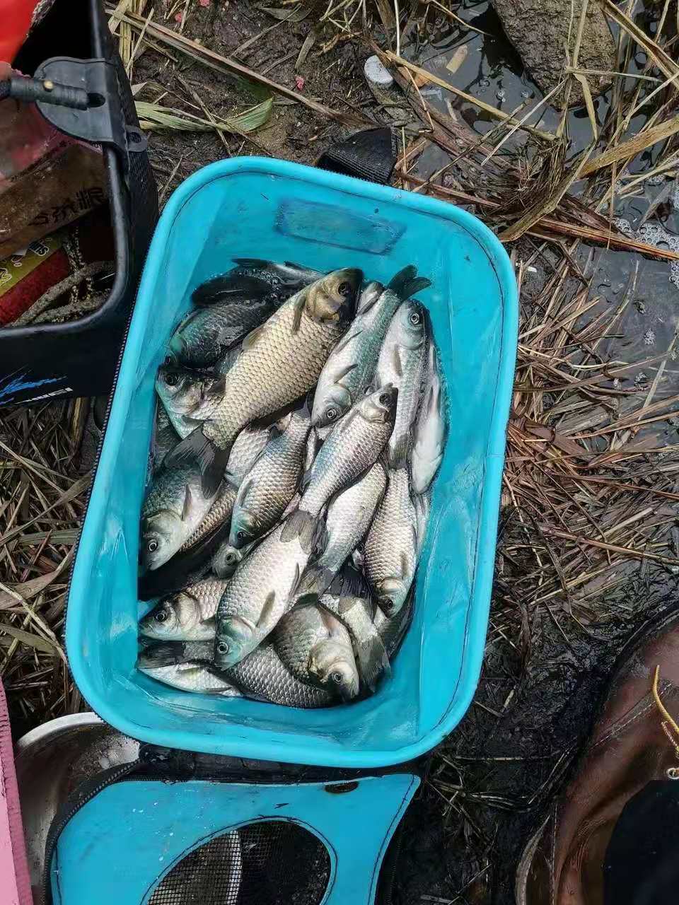 冬天鱼儿藏在哪里怎么下网,冬天鱼都藏在池塘的哪个角落