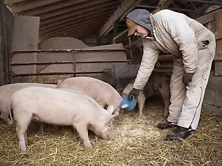 不是开玩笑，我把我家的兔子摸怀孕了...