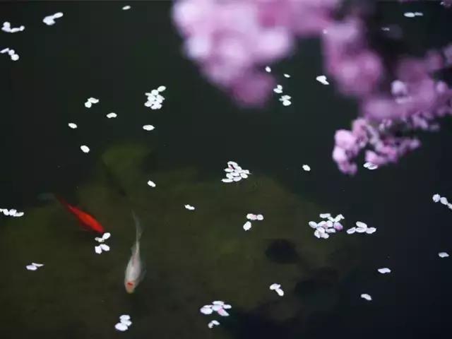 相思是一种美丽的缘分,相思是一种温馨的句子