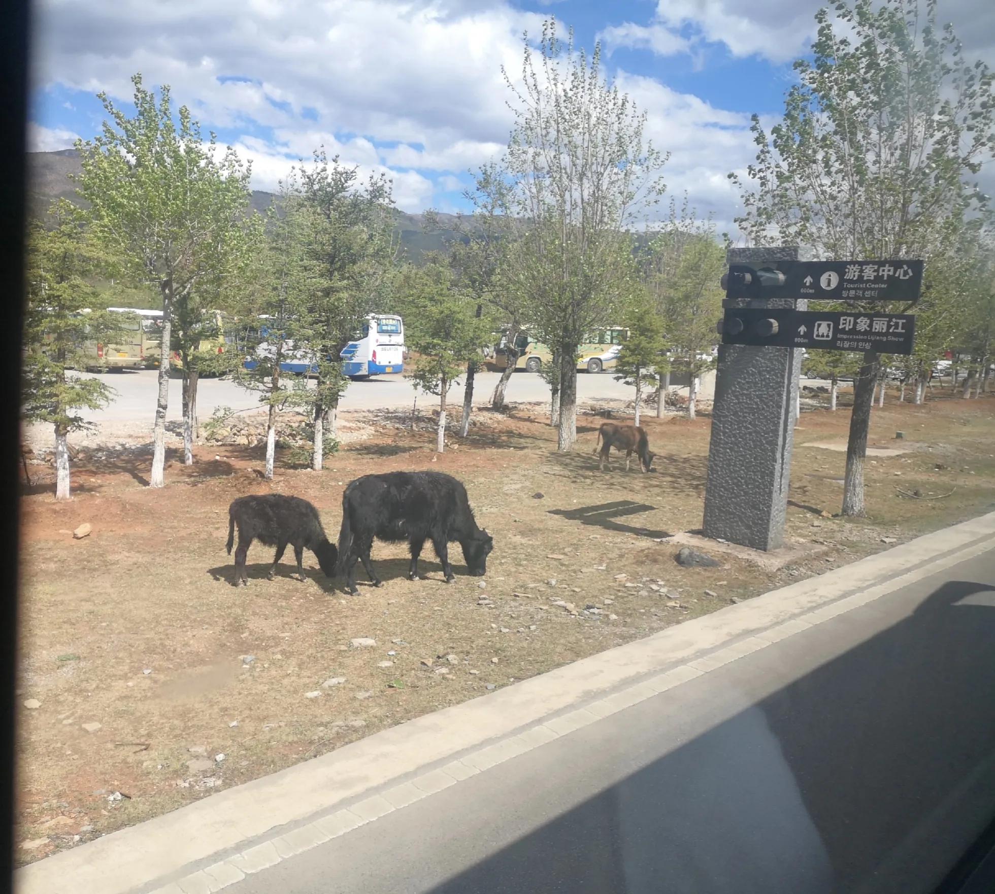 玉龙雪山高反头疼了如何缓解,玉龙雪山高反晕倒