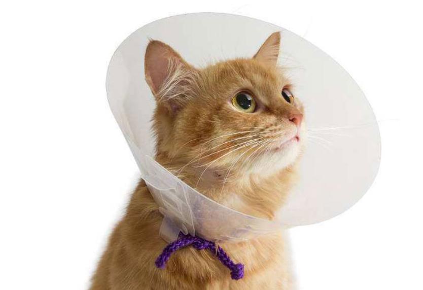 给猫咪乱喂驱虫药危至生命？你要知道这些