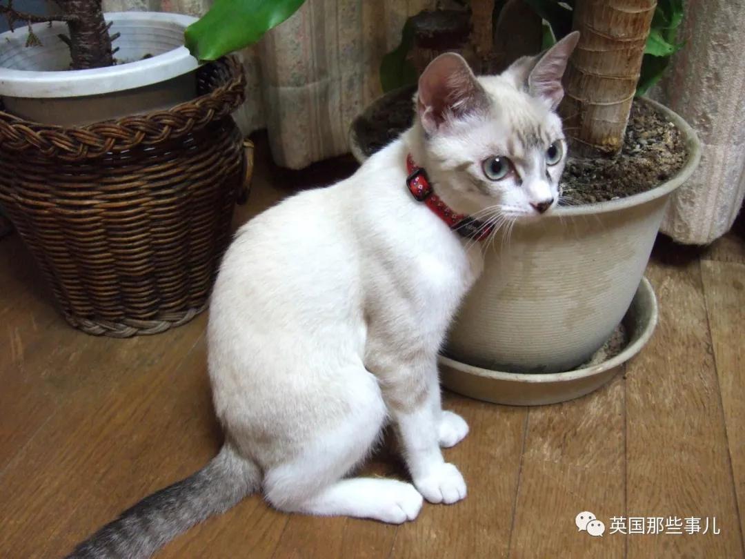 养暹罗等于养好几种猫,重庆暹罗猫变黑了还能白回来吗