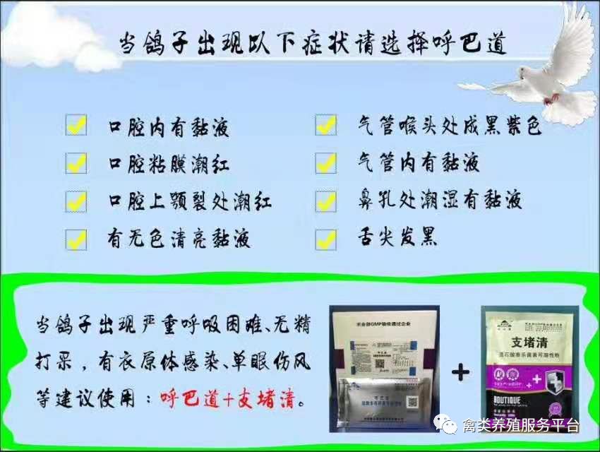 鸽子怎样做？单眼伤风不复发！