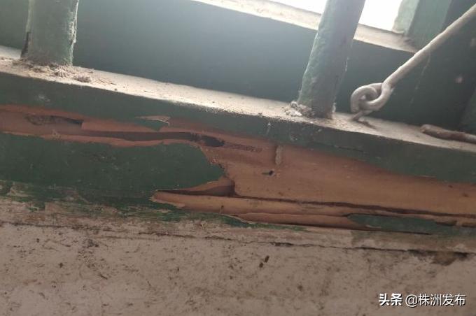 社区无人管理的树木,老小区无人管护居民向街道求助