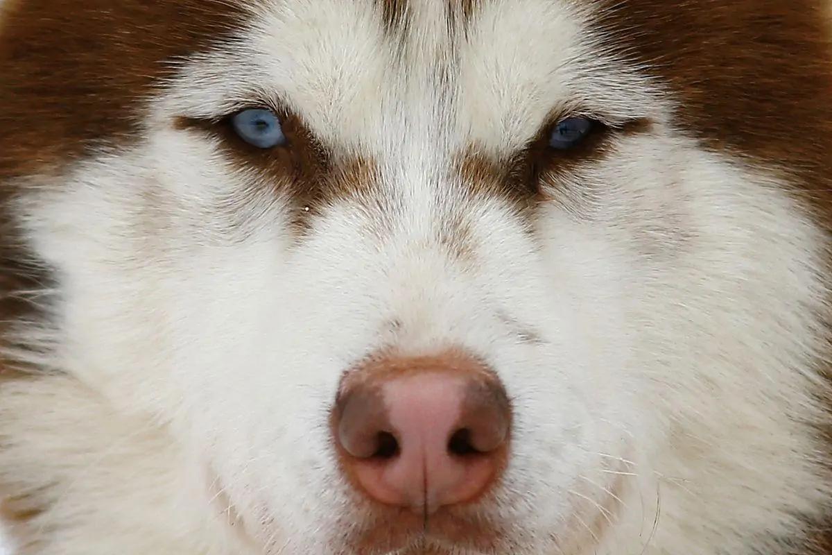 哈士奇你不知道的冷知识,哈士奇热门知识