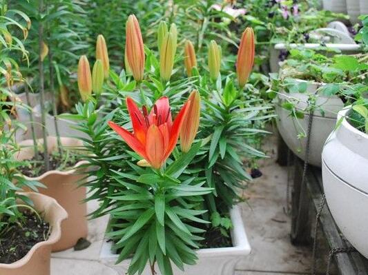 盆栽百合花怎么养才多开花教程,盆栽百合花开花后怎么养护