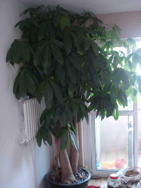 发财树黄叶多严重怎么处理,发财树黄叶怎么补救最佳方法