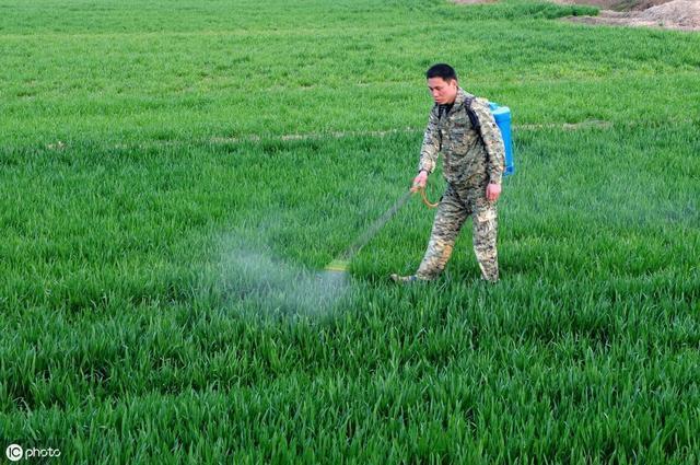 小麦锈病可导小麦作物损失高达100％，农户们都需要注意