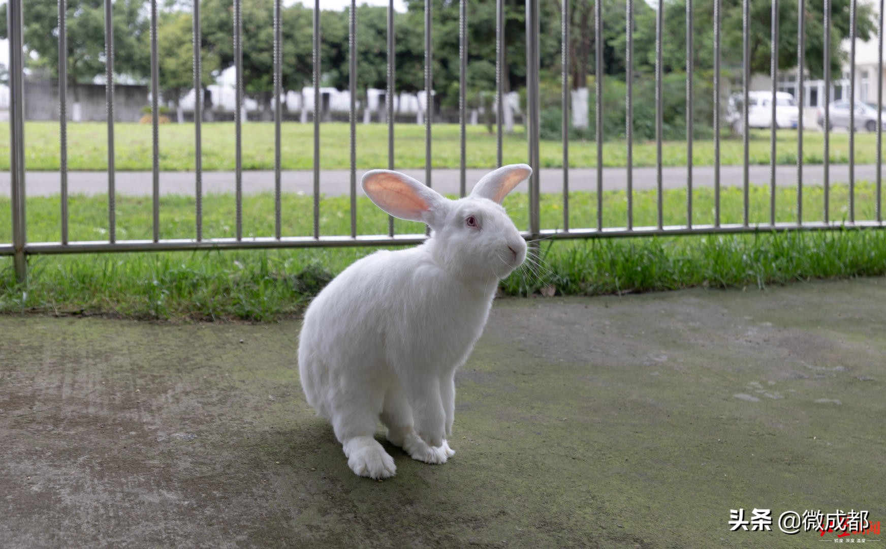 四川一年肉兔出栏量,四川肉兔消耗量