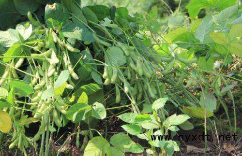 黑谷物豆,黑谷物杂粮