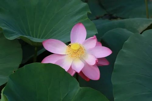 沈阳夏季赏荷旅游攻略,沈阳周边赏荷胜地