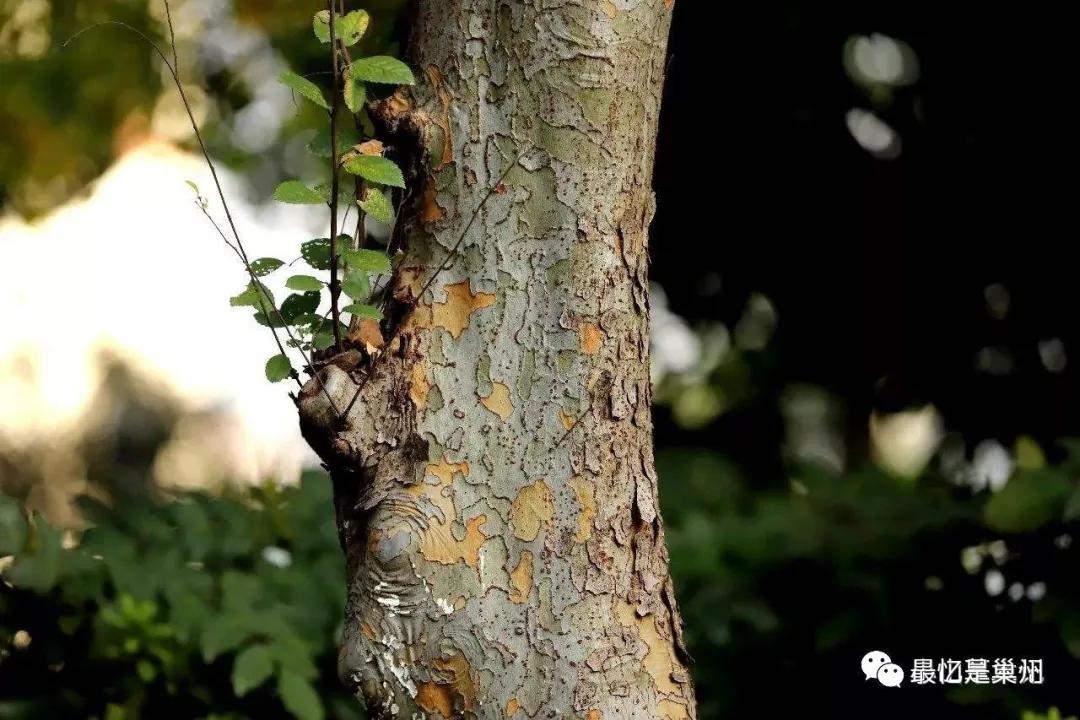 草木也关情：村庄如果没有树木做风景的话，还有村庄的味道吗？